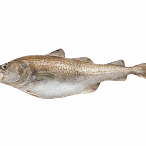 Atlantic Cod Fish