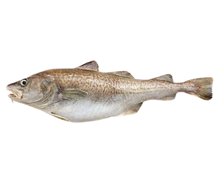 Cod-Fish-removebg-preview