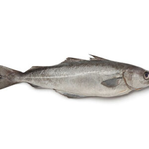 Snow Cod Pollock Fish