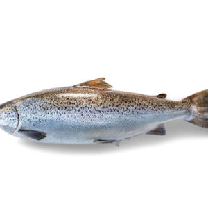 Sockeye/Red Salmon Fish