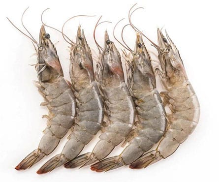 Shirmp-Fish