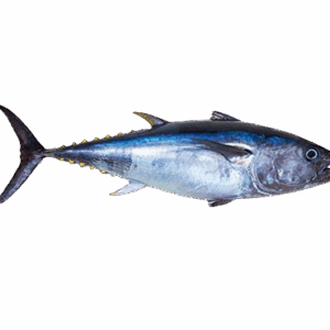Albacore Tuna Fish